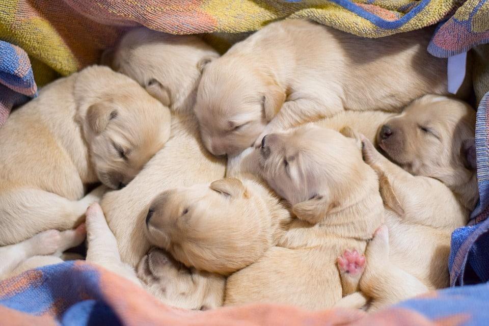 puppies-litter-sleeping