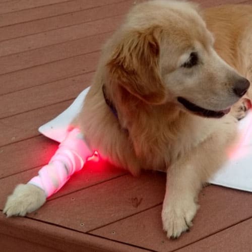 40 Inch Dual Filament shown used on a dog for a leg wrap