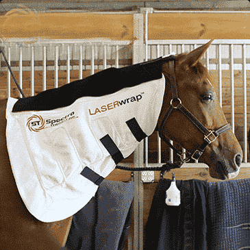 wearable laser therapy for the neck and body for horses