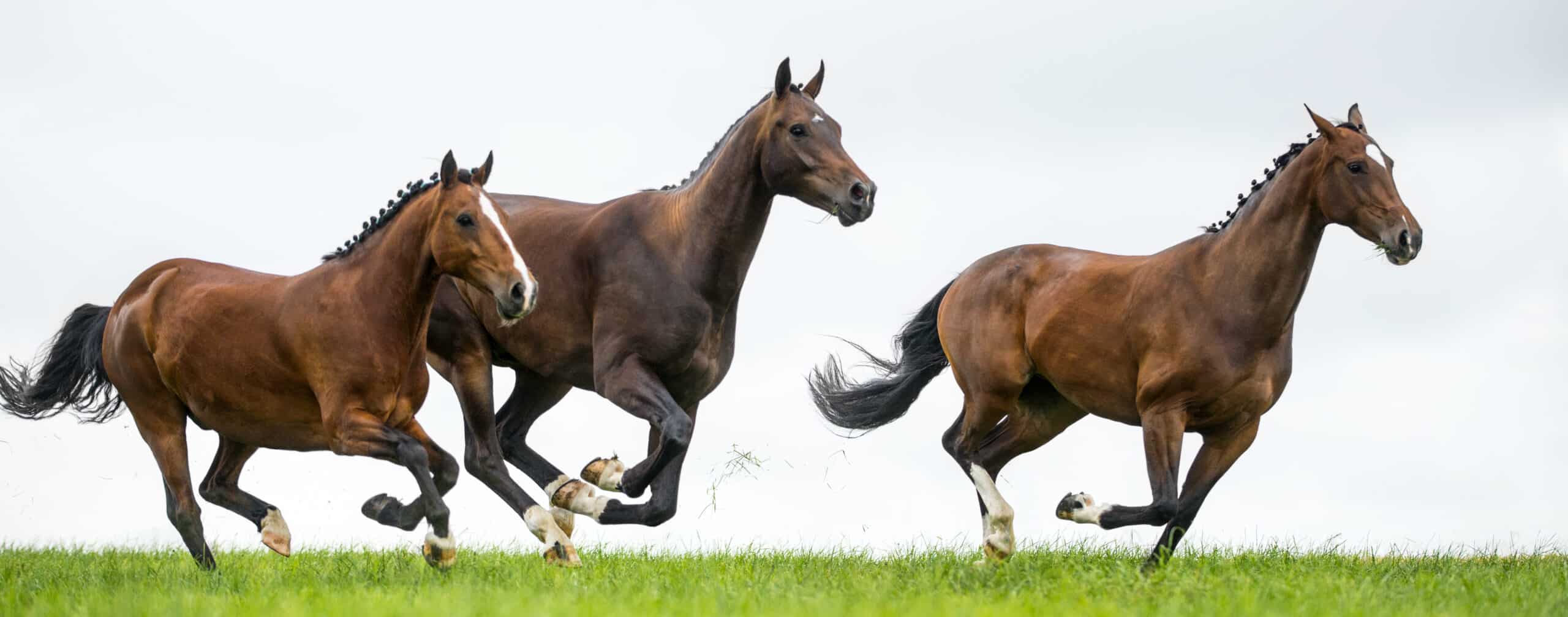 horses running after laser therapy treatment