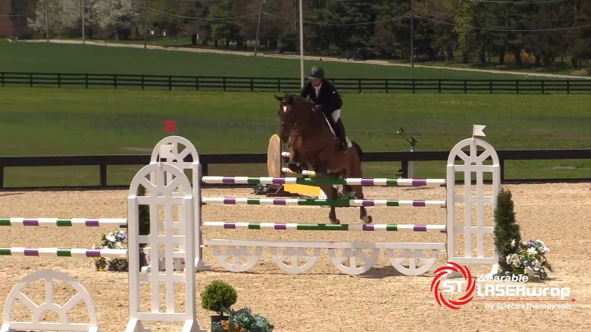 horse show jumping after laser therapy treatment