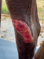 equine wound repair