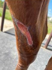 equine wound repair success with laser therapy for horses
