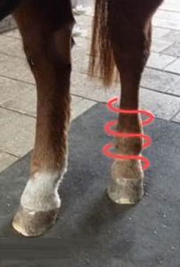 before and after hock treatment for horses