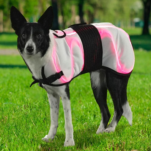 Border Collie wearing Dog Coat system