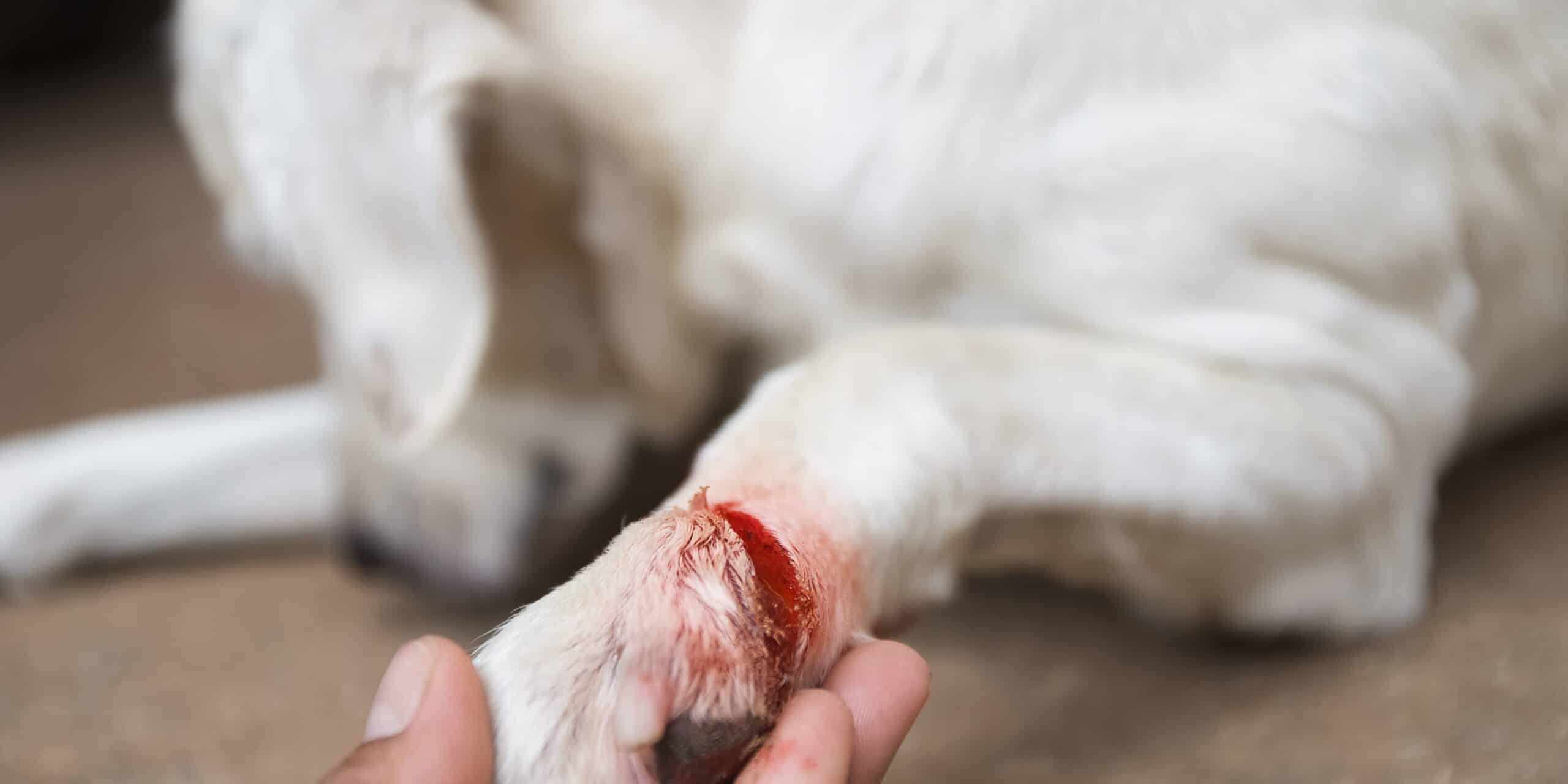 help your dog with a bleeding injury