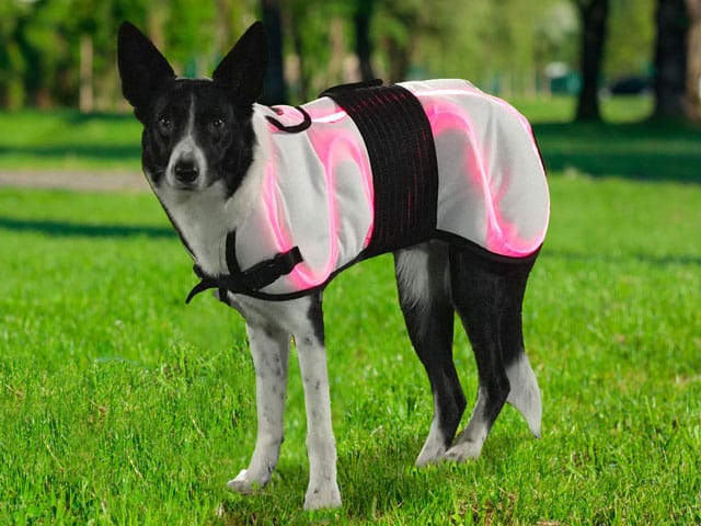 Border Collie wearing Dog Coat system