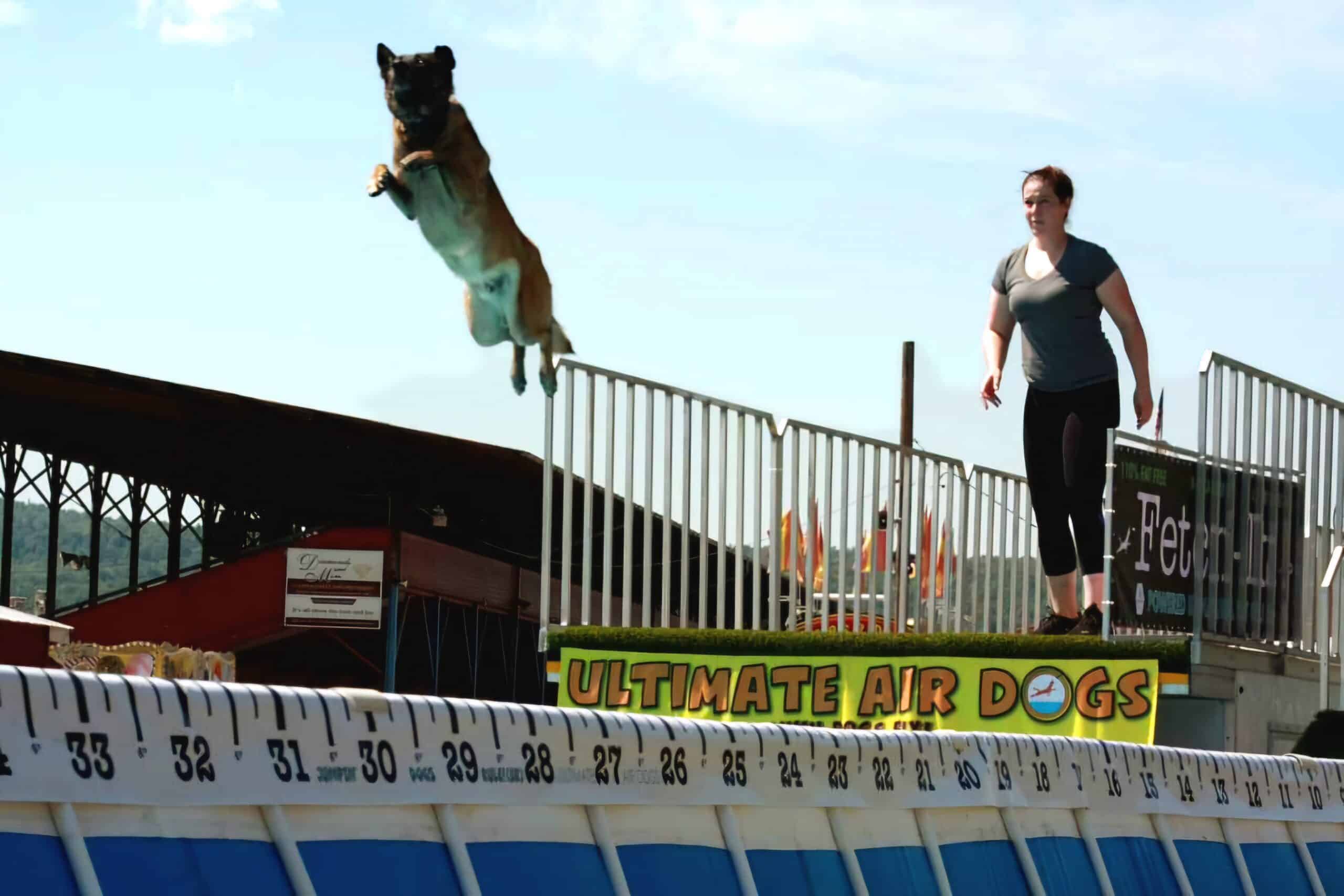 7 year old malinois, jumping in dog show