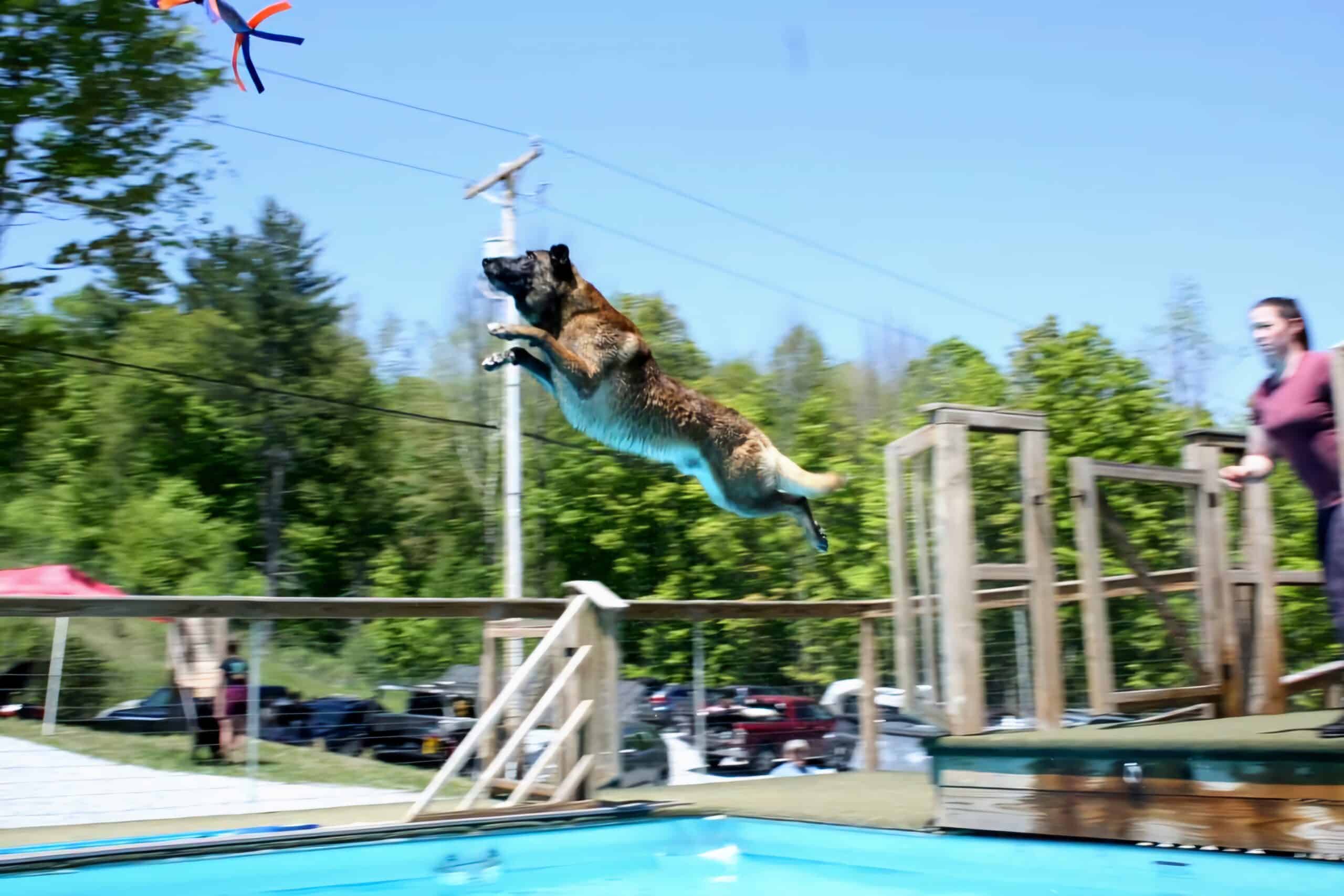 7 year old malinois, jumping pain free in dog competition