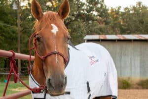 Ashley Schenck feature