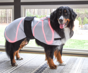 Josie Bernese Mountain Dog surpasses living odds by 30%