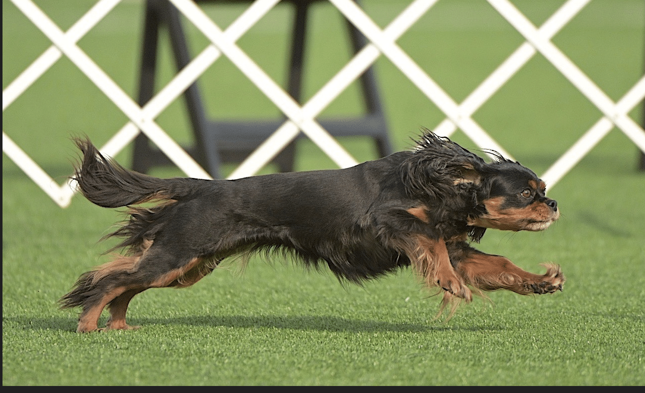 Dash at 7 years old is firat to win AKC invitational