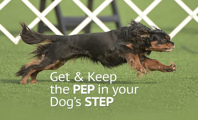 Dash at 7 years old is first to win AKC invitational