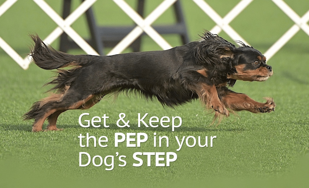 Dash at 7 years old is first to win AKC invitational