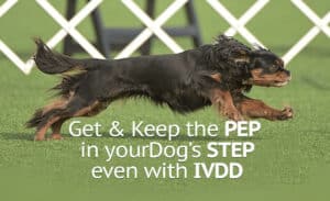 Dash at 7 years old is first to win AKC invitational