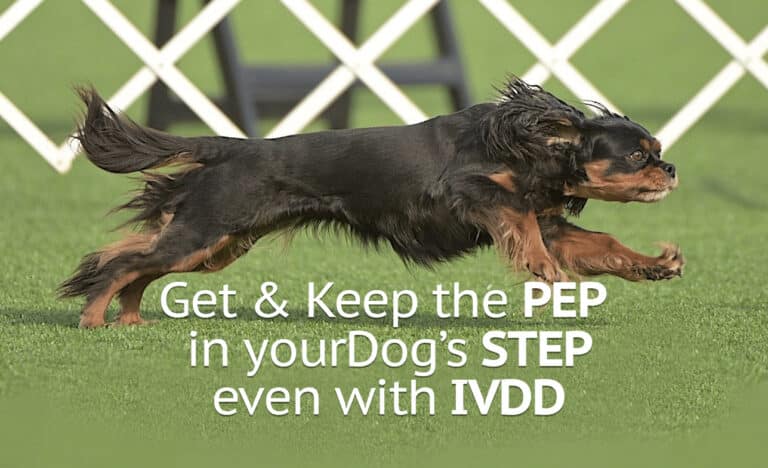 Dash at 7 years old is first to win AKC invitational