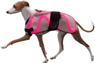 4th of July Sale - Spectra Laser Therapy